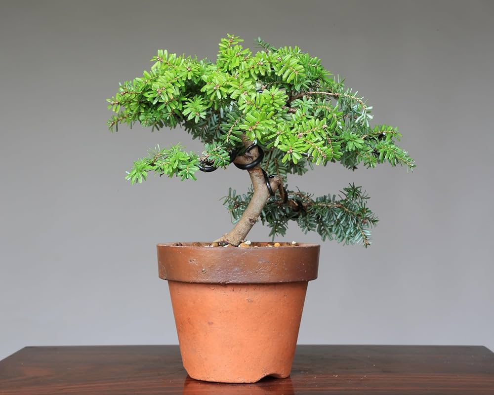 小品盆栽 八房コメツガ 米栂 模様木 樹高16cm